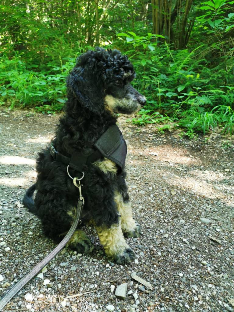 Trüffelsuche mit Coco