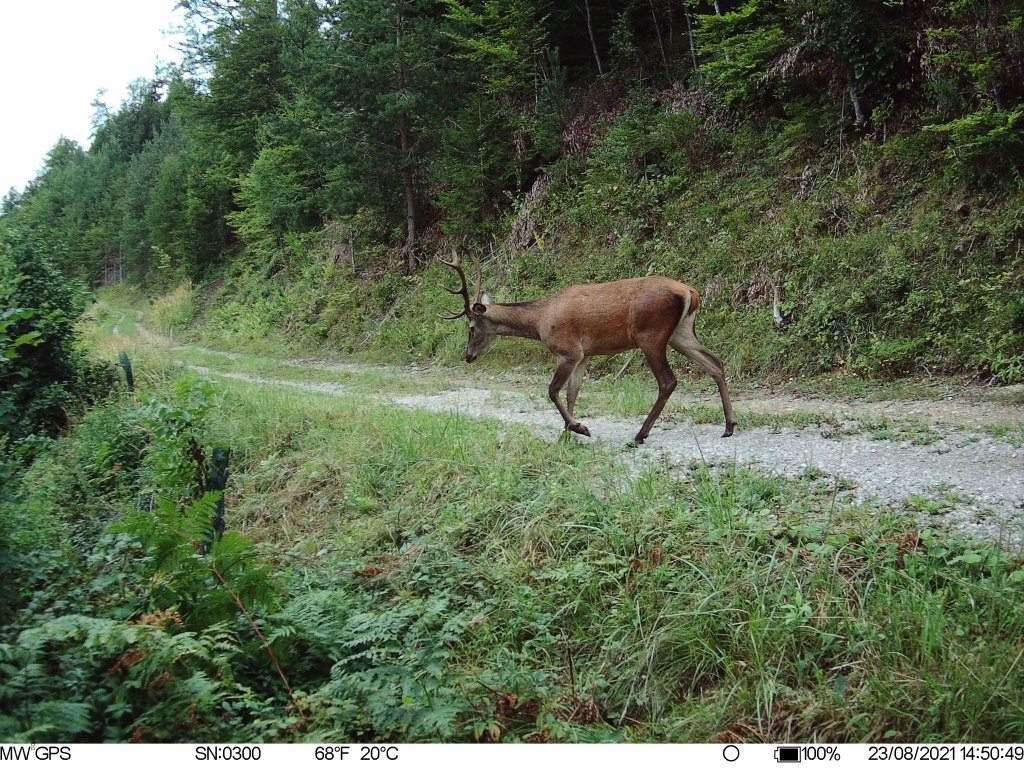 Sehr gute Jagdmöglichkeiten